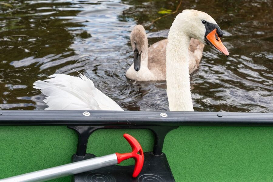 Amsterdam: 2-Hour Guided Canoe Trip - Learning Dutch waterways and water management from the water