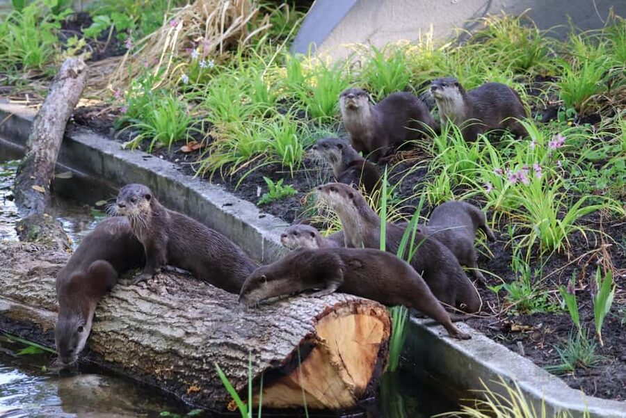 Amsterdam: ARTIS Amsterdam Royal Zoo Entry Ticket - How to plan your route for a solid half day to full day