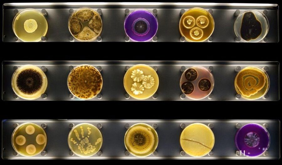 Amsterdam: ARTIS-Micropia Microbe Museum Entry Ticket - Key things that make ARTIS-Micropia worth your time