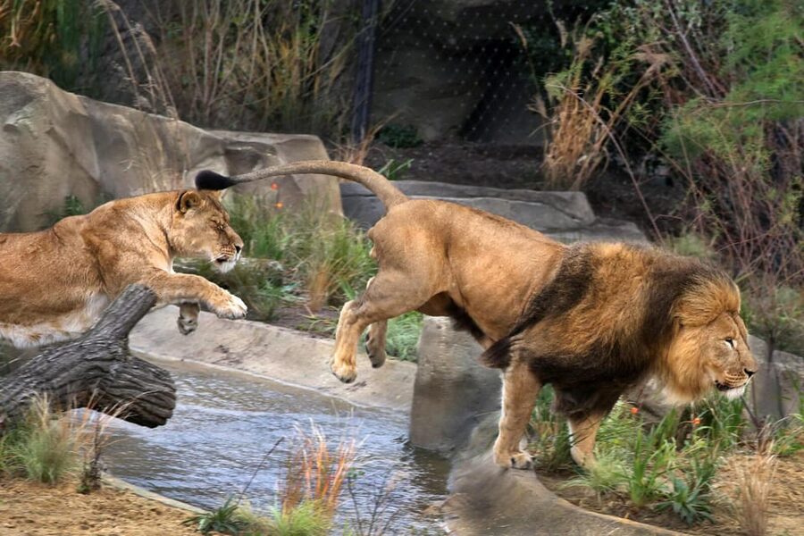 Amsterdam: ARTIS Royal Zoo and ARTIS Groote Museum Ticket - Key Things You Should Notice Before You Go