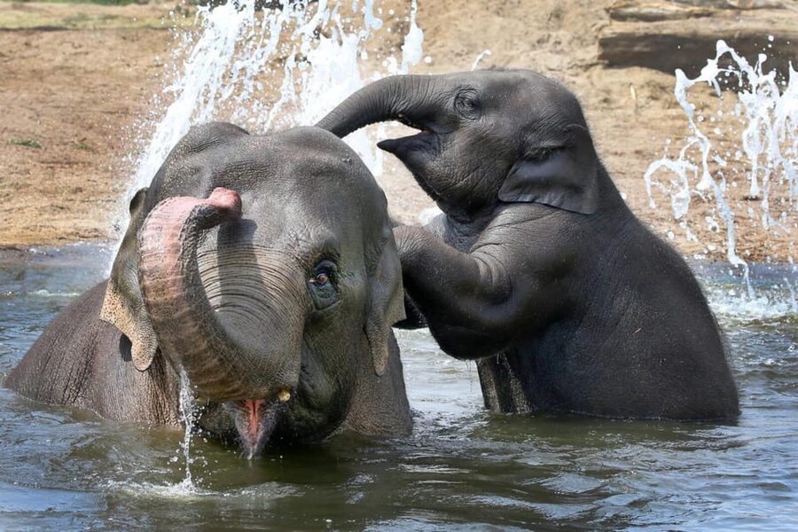 Amsterdam: ARTIS Royal Zoo and ARTIS Groote Museum Ticket - Start at ARTIS-Groote Museum, an Interactive Nature Trip You Can Touch