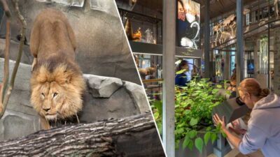 ARTIS Royal Zoo and ARTIS Groote Museum Ticket
