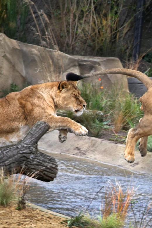 Amsterdam: ARTIS Royal Zoo and ARTIS Groote Museum Ticket - Planetarium Time, Space Lessons Included