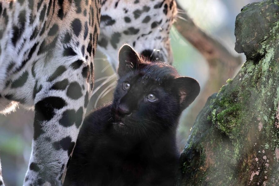 Amsterdam: Artis Royal Zoo & ARTIS-Micropia Combo Ticket - Key highlights worth planning for