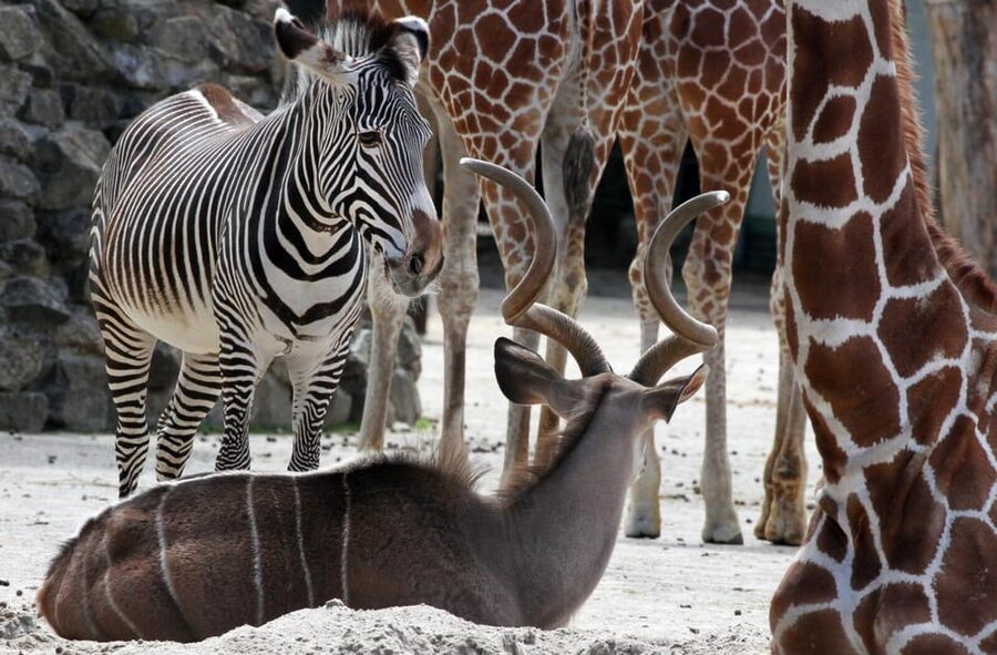 Amsterdam: Artis Royal Zoo & ARTIS-Micropia Combo Ticket - ARTIS-Micropia: The World of Microbes You Usually Ignore