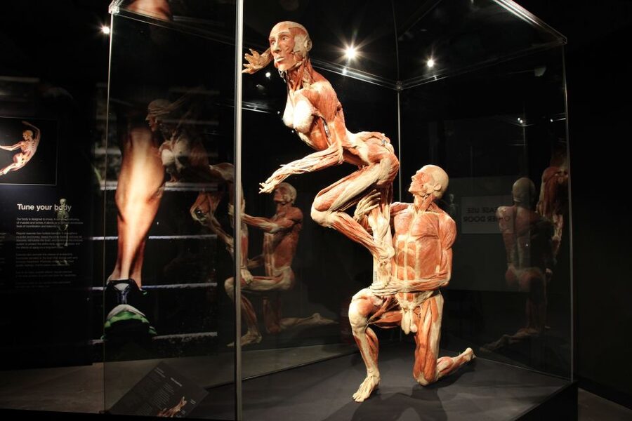 Amsterdam: Body Worlds Exhibition and Canal Cruise - Key highlights worth planning for