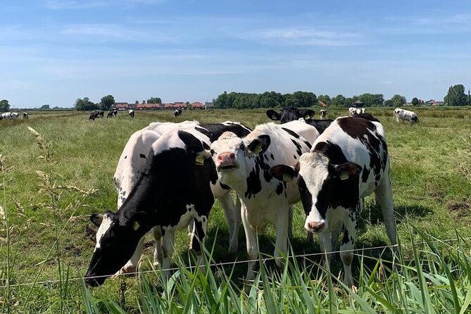 Amsterdam Countryside Bike and Kayak Tour - How active is this tour, and how to avoid misery