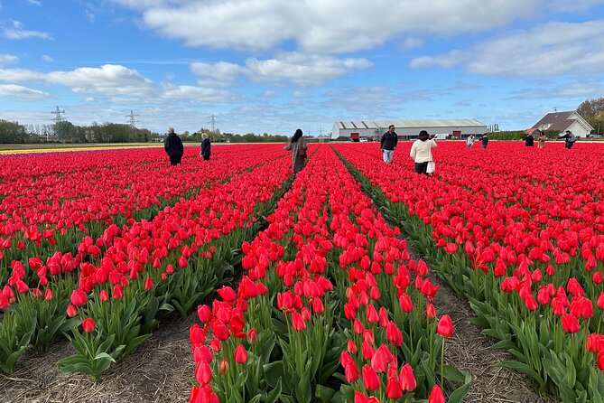 Amsterdam: Day trip to Tulip Farm, Keukenhof + Windmill Cruise - De Tulperij Tulip Farm: Meeting Mr Daan and Mrs Anja in the Fields