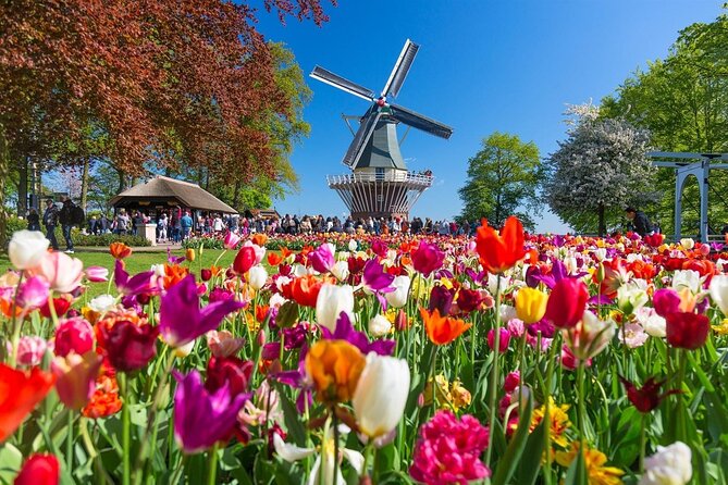 Amsterdam: Day trip to Tulip Farm, Keukenhof + Windmill Cruise - Riding Through Lisse Tulip Fields on the Way to Keukenhof