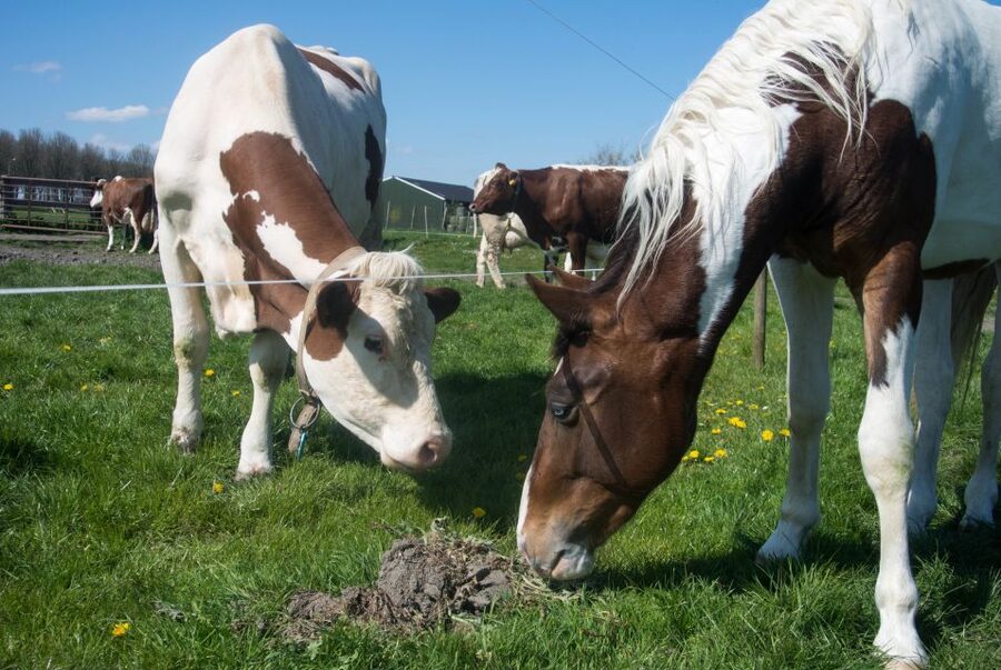 Amsterdam: Full-Day Countryside Tour - Private tour vs small group, and why it changes your day