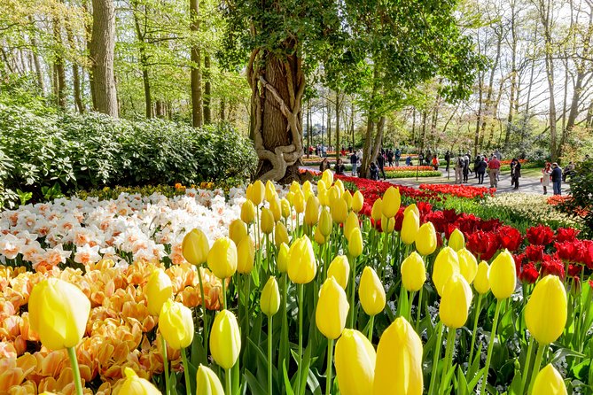 Amsterdam: Half Day Guided Keukenhof Tulip Garden Tour - Key highlights and practical takeaways