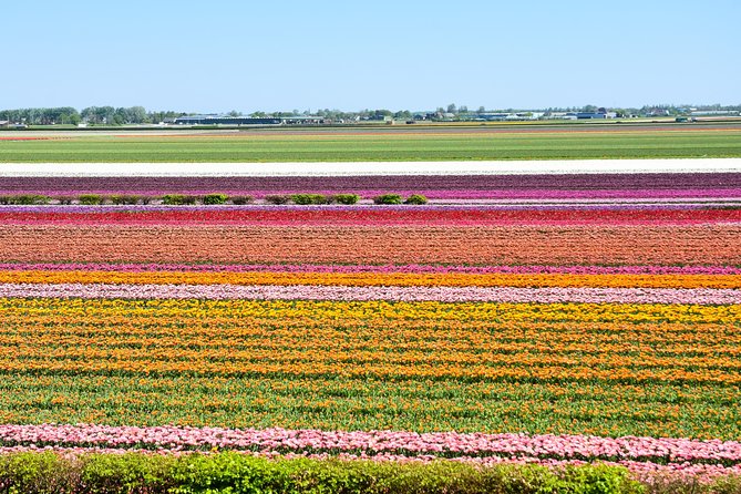 Amsterdam: Half Day Guided Keukenhof Tulip Garden Tour - From Stationsplein to Lisse: how the ride sets the tone
