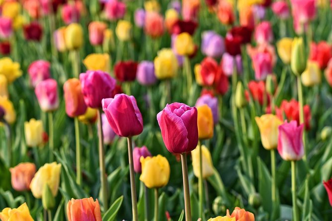 Amsterdam: Half Day Guided Keukenhof Tulip Garden Tour - Optional Amsterdam canal cruise: great add-on, timing matters