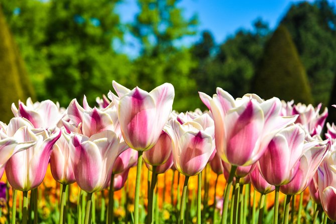 Amsterdam: Half Day Guided Keukenhof Tulip Garden Tour - When the day includes Zaanse Schans: worth it for some, not for all