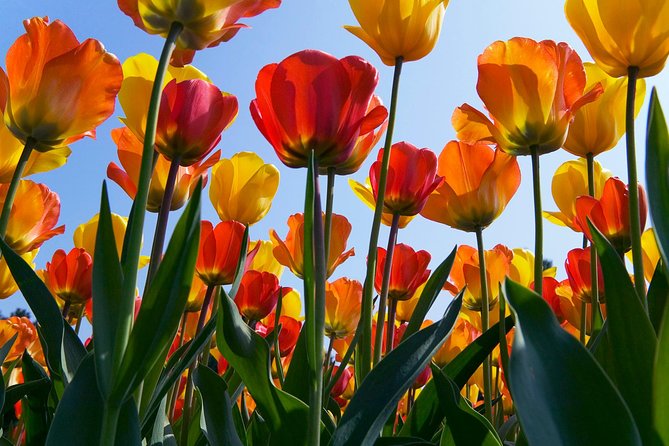 Amsterdam: Half Day Guided Keukenhof Tulip Garden Tour - Group logistics: where time can feel wasted