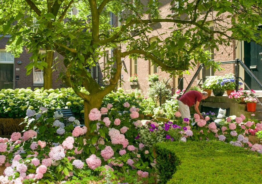 Amsterdam: Jordaan District Tour with a German guide - Tulip mania in a garden courtyard: 17th-century speculation, made understandable