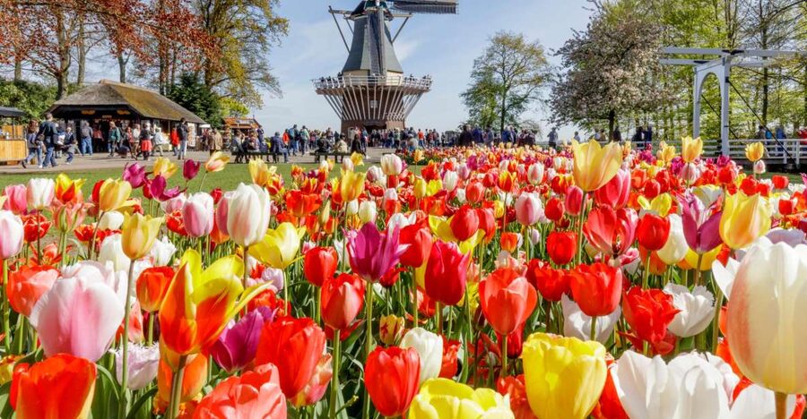 Amsterdam: Keukenhof and Zaanse Schans Live Guided Day Tour - Zaanse Schans Village Time: Windmills, Free Roam, and Bathroom Reality