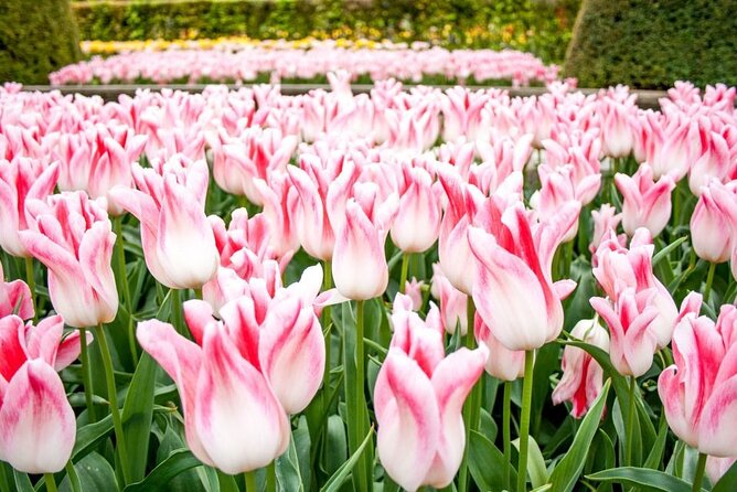 Amsterdam: Keukenhof Entry & Shuttle Bus with Flexible Return - Return planning: buses every 30 minutes