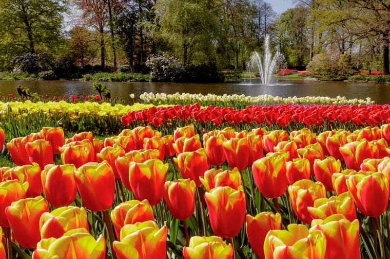 Amsterdam: Keukenhof Entry & Shuttlebus with Flexible Return - Who should book this Keukenhof shuttle, and who might not love it?