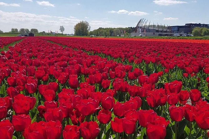 Amsterdam : Keukenhof FlowerFarm Privatetour Skip-The-Line ticket - Key Highlights You’ll Care About