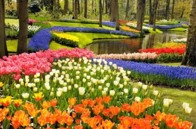 Keukenhof FlowerFarm Privatetour Skip-The-Line ticket