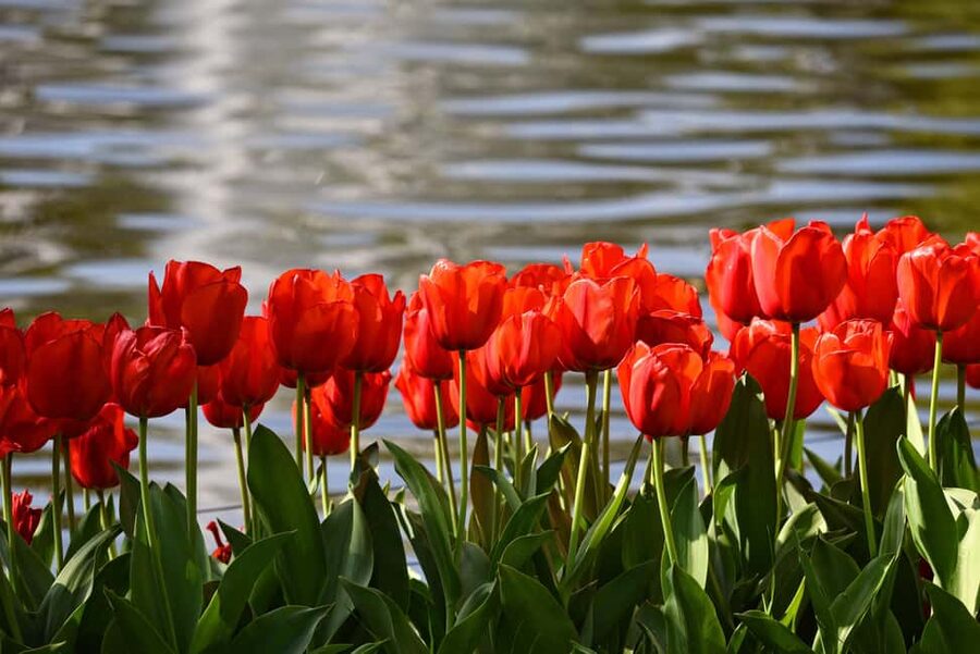 Amsterdam: Keukenhof Gardens Guided Tour Spanish and English - The Four Royal Pavilions: Oranje Nassau to Koningin Juliana