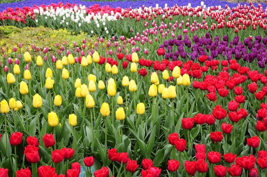 Amsterdam: Keukenhof Gardens Private Sightseeing Tour - A Private Keukenhof Day from Amsterdam That Actually Feels Easy