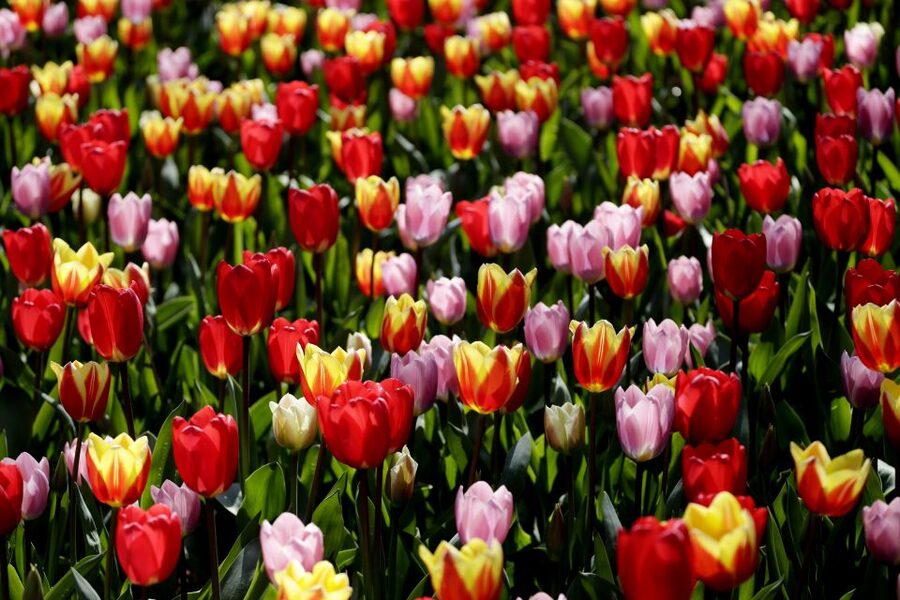 Amsterdam: Keukenhof Ticket with Shuttle Bus + Canal Cruise - Meeting point near Central Station, plus a short ferry hop
