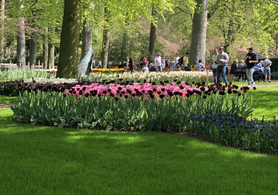 Amsterdam: Keukenhof Tulip Garden and Giethoorn Experience - Giethoorn: canals without motorways, and a 1-hour guided boat cruise