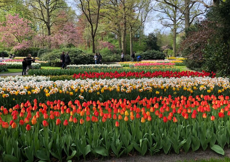 Amsterdam: Keukenhof Tulip Garden and Giethoorn Experience - Price and value: is $175 fair for this full-day combo?