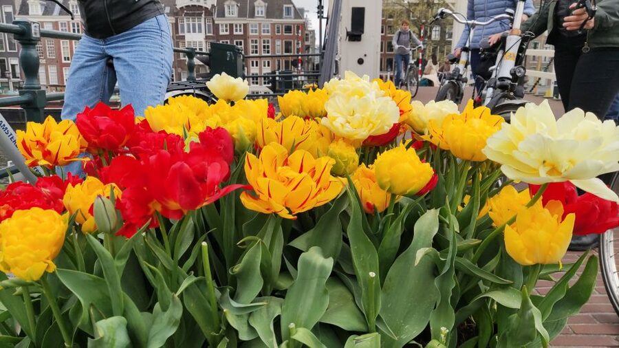 Amsterdam: Off the Beaten Path Bike Tour in French - Value at $43 for 2.5 Hours: What You Actually Get