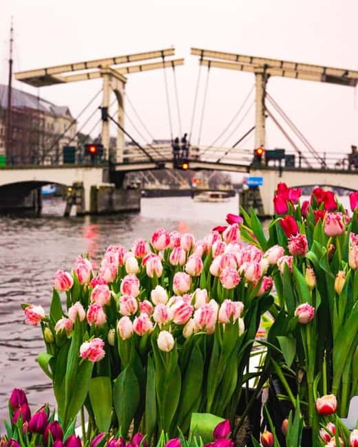 Amsterdam: Premium Tulip Boat Canal Tour - Photography Tips for Tulips on the Water (Without Overthinking It)