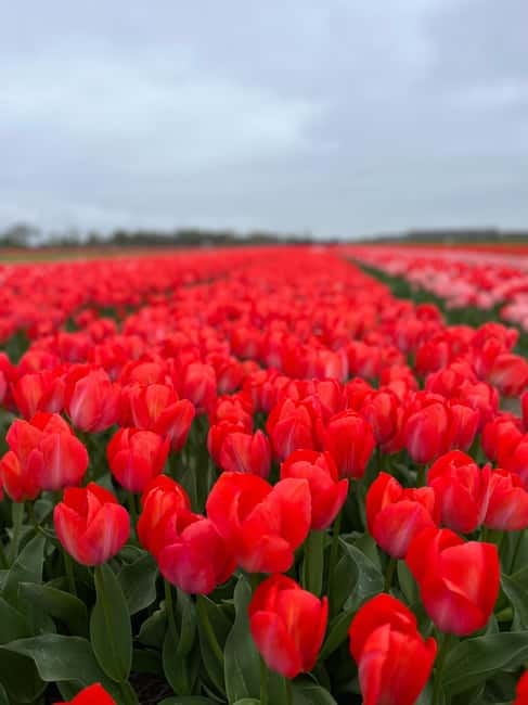 Amsterdam: Private Keukenhof and Free Tulip Tour - Key things to know before you go