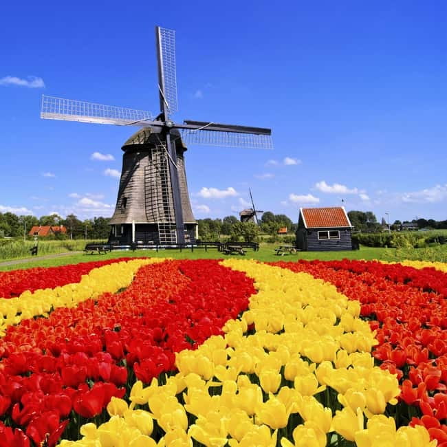 Amsterdam: Private Keukenhof and Free Tulip Tour - Pickup and van ride: what “private” really changes