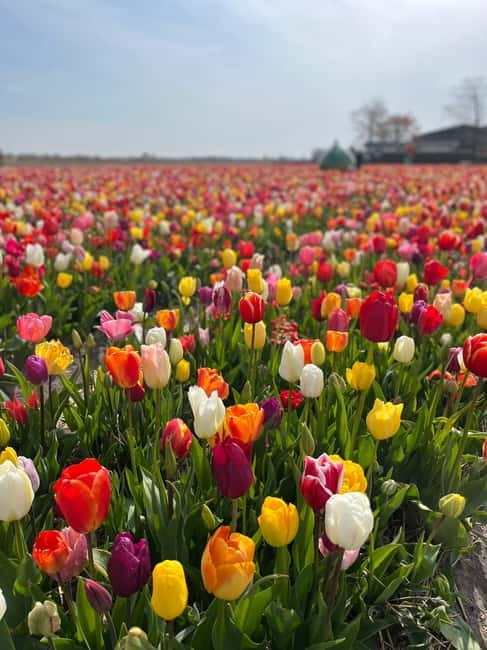 Amsterdam: Private Keukenhof and Free Tulip Tour - Tailoring the day: how the guide helps you get the most out of it