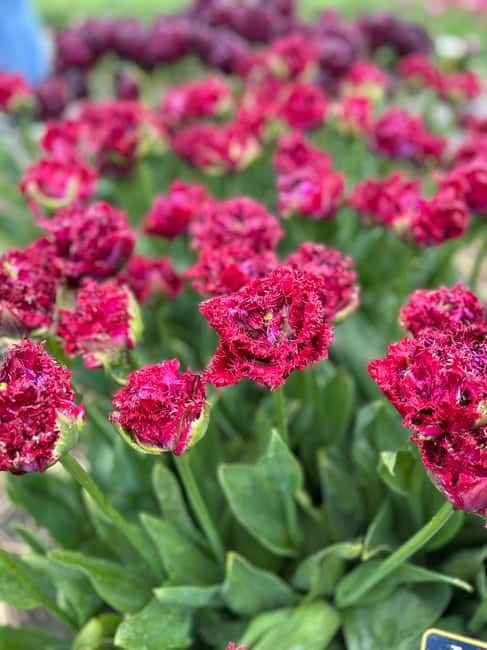 Amsterdam: Private Keukenhof and Free Tulip Tour - Price and what you should budget beyond the $659