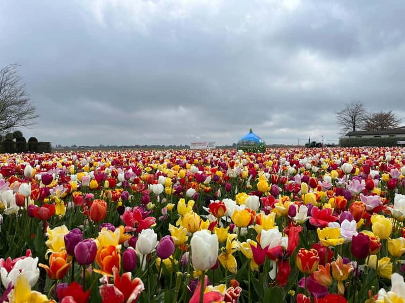 Amsterdam: Private Keukenhof and Free Tulip Tour - Timing, tickets, and planning like a smart flower-chaser