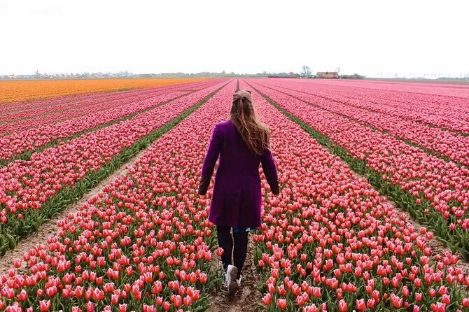 Amsterdam Private Tour to Keukenhof, Tulip Fields and Windmills - Key points I think you’ll care about