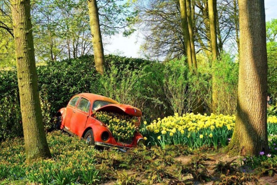 Amsterdam: Private tour Tulips, Keukenhof, Windmill & Cheese - Hotel pickup to Keukenhof in a Mercedes, not a bus schedule