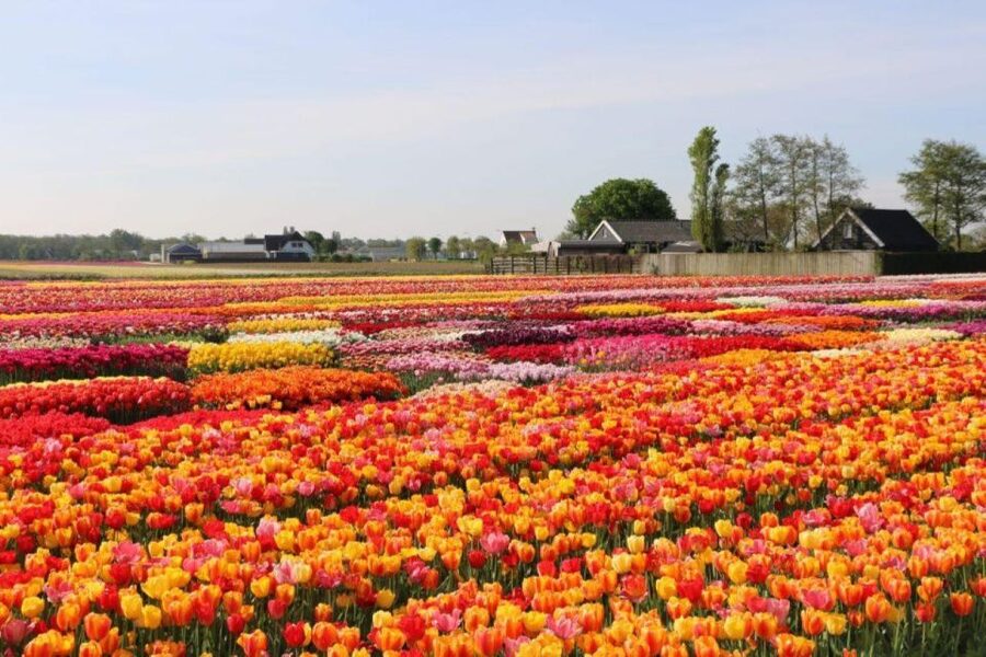 Amsterdam: Private tour Tulips, Keukenhof, Windmill & Cheese - Zaanse Schans windmills, wooden shoes, and Dutch cheese tastings