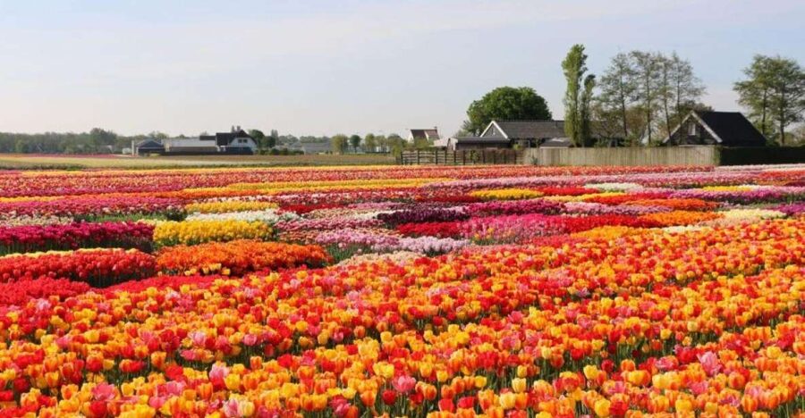 Amsterdam: Private tour Tulips, Keukenhof, Windmill & Cheese - Should you book this Keukenhof, tulips, windmill and cheese day?
