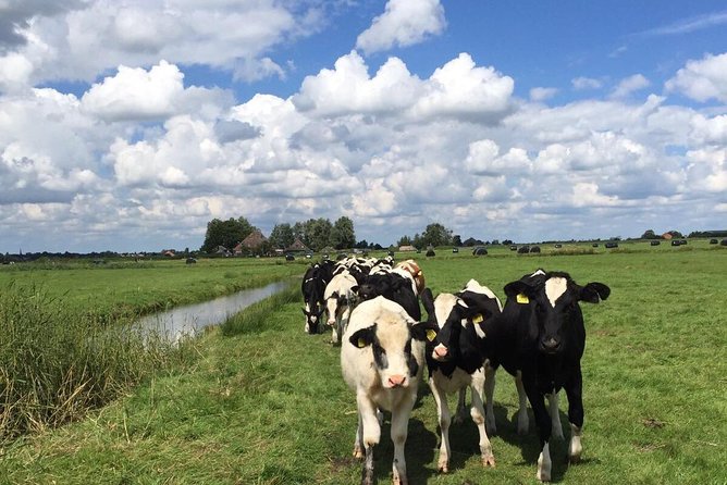 Amsterdam's Countryside Half-Day Bike Tour in Small Group - The First Stretch North: Polder Fields, Farms, and Dike Talk