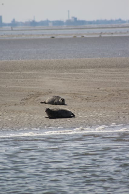 Amsterdam: Seal Safari at Waddensea UNESCO Site - Waddensea UNESCO Seal Watching: why this safari works