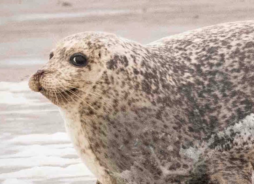 Amsterdam: Seal Safari at Waddensea UNESCO Site - Should you book the Amsterdam Seal Safari at the Waddensea?