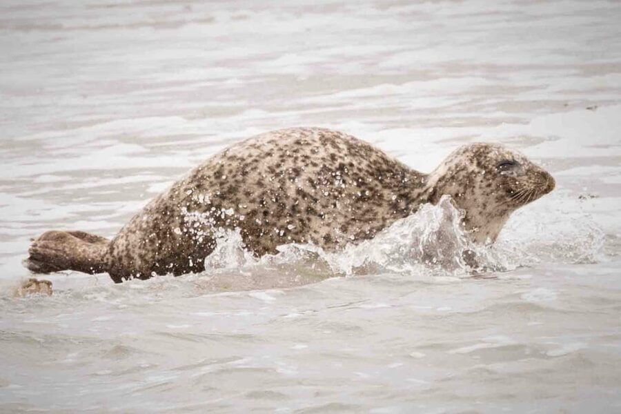 Amsterdam: Seal Safari at Waddensea UNESCO Site - From Amsterdam Central pickup to the ride that sets the scene