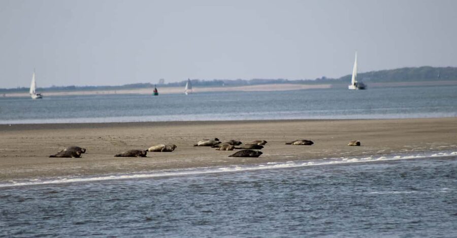 Amsterdam: Seal Safari at Waddensea UNESCO Site - What you are likely to see: seals and birds in a tidal wetland
