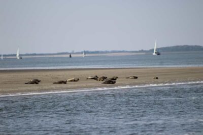 Seal Safari at Waddensea UNESCO Site