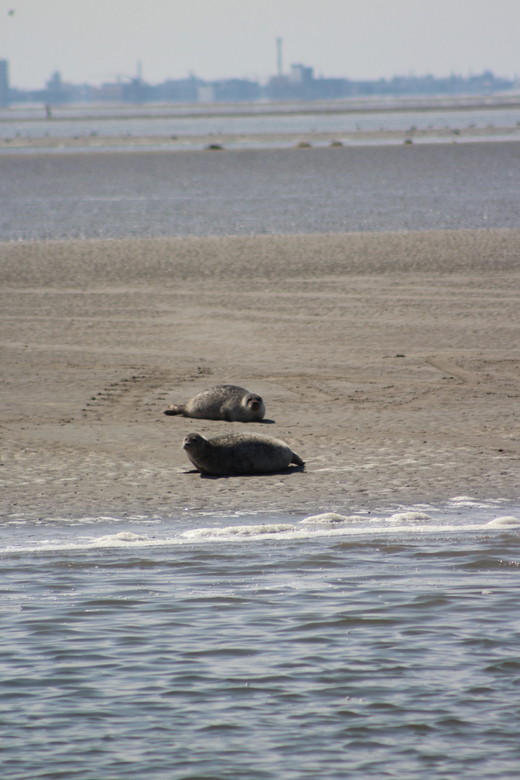 Amsterdam: Seal Safari at Waddensea UNESCO Site - Twisk village photo stop: a quick taste of old Dutch towns