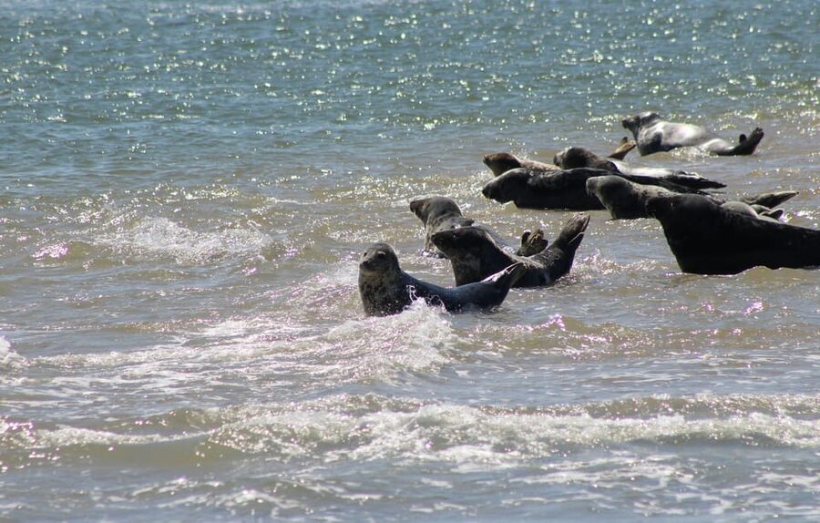 Amsterdam: Seal Safari at Waddensea UNESCO Site - Transport and timing: 6 hours that stay focused on the water