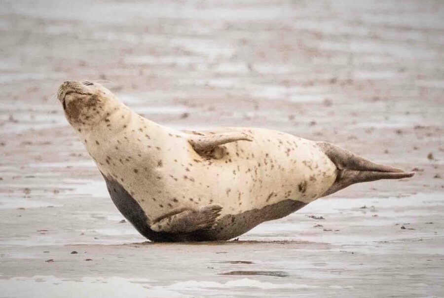 Amsterdam: Seal Safari at Waddensea UNESCO Site - Price and value: $147 makes sense if you want the full package